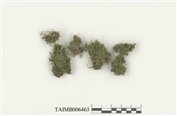 藏品(黃葉鳳尾苔)的圖片